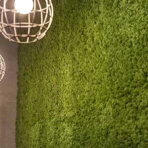 Naturewalls Ratgeber: Mooswand Pflege - Wie pflege ich eine Mooswand richtig!