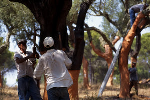 Naturewalls: Ernte von der Korkeiche in Portugal.