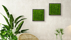 Moosbild Islandmoos in einem schwarzen Holz-Rahmen in der Größe 35 x 35 cm von Naturewalls.