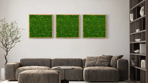 Rechteckiges Moosbild Islandmoos in einem eichen Holz-Rahmen in der Größe 55 x 55 cm von Naturewalls.