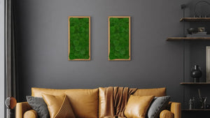 Moosbild Kugelmoos in einem Eichen-Holz-Rahmen in der Größe 60 x 30 cm von Naturewalls.