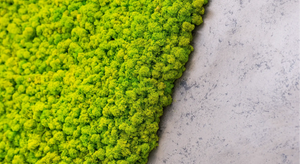Naturewalls: Vertikale Wandbegrünung mit einer Mooswand aus Islandmoos als Akzentwand.