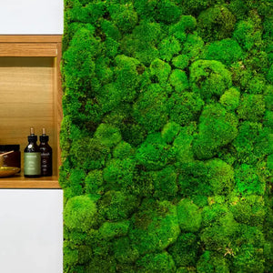 Mooswand aus Islandmoos und Kugelmoos von Naturewalls.
