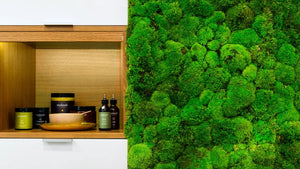 Mooswand mit Kugelmoos im gewerblichen Bereich von Naturewalls.