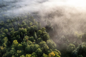 Wald und Berge aus Skandinavien von Naturewalls.