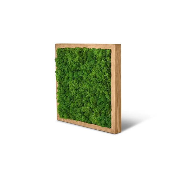 Moosbild im Rahmen Eiche der Größe 25 x 25 cm in der Farbe Apfelgruen mit Islandmoos.