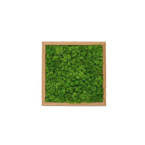Moosbild Islandmoos im Rahmen Eiche der Größe 25 x 25 cm in der Farbe Apfelgruen.