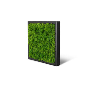 Moosbild im Rahmen Schwarz der Größe 25 x 25 cm in der Farbe Apfelgruen mit Islandmoos.