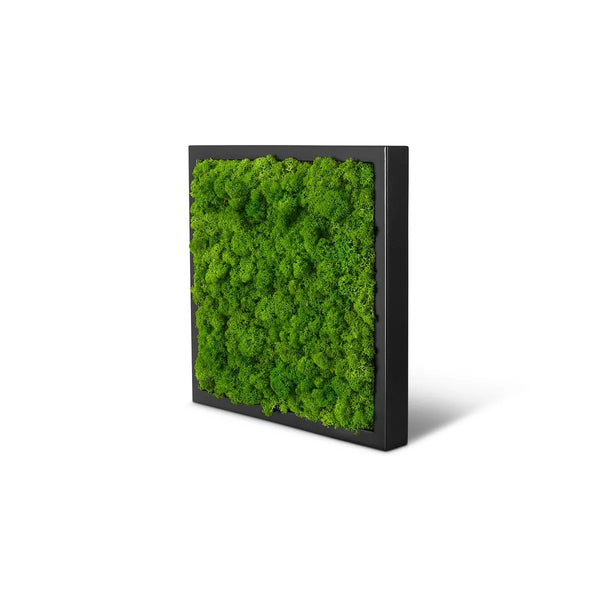 Moosbild im Rahmen Schwarz der Größe 25 x 25 cm in der Farbe Apfelgruen mit Islandmoos.