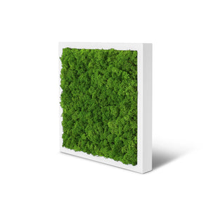 Moosbild im Rahmen Weiß der Größe 25 x 25 cm in der Farbe Apfelgruen mit Islandmoos.