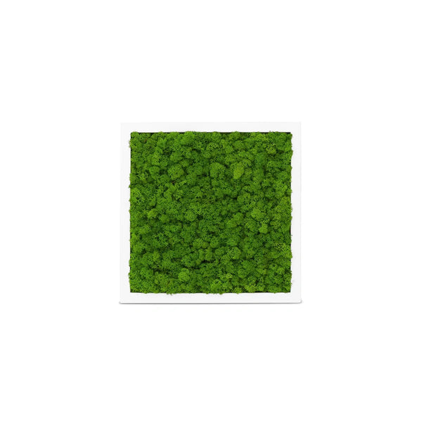 Moosbild Islandmoos im Rahmen Weiß der Größe 25 x 25 cm in der Farbe Apfelgruen.