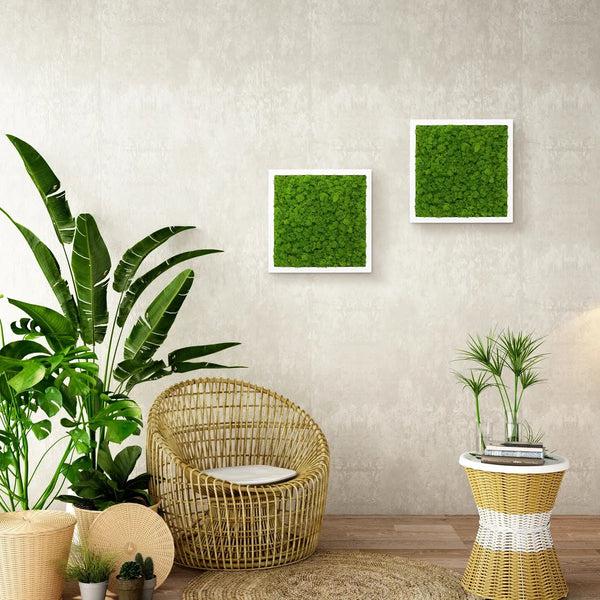 Moosbild Islandmoos 25 x 25 cm im weißen Rahmen von Naturewalls®.