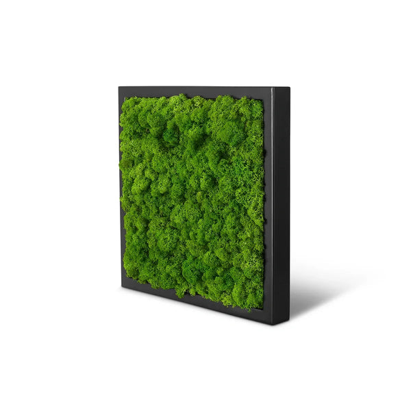 Moosbild im Rahmen Schwarz der Größe 35 x 35 cm in der Farbe Apfelgruen mit Islandmoos.