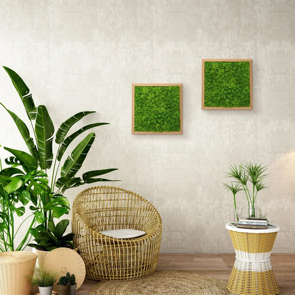 Moosbild Islandmoos 35 x 35 cm im Eichen-Rahmen von Naturewalls®.