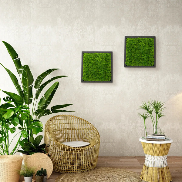 Moosbild Islandmoos 35 x 35 cm im schwarzen Rahmen von Naturewalls®.