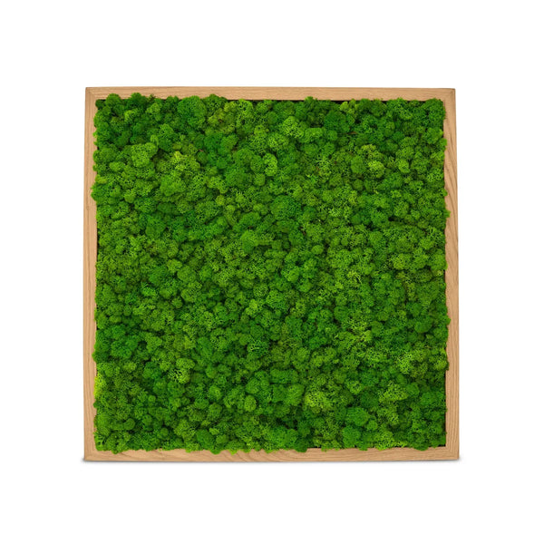 Moosbild Islandmoos im Rahmen Eiche der Größe 55 x 55 cm in der Farbe Apfelgruen.