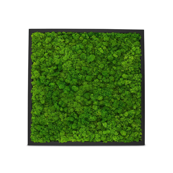 Moosbild Islandmoos im Rahmen Schwarz der Größe 55 x 55 cm in der Farbe Apfelgruen.