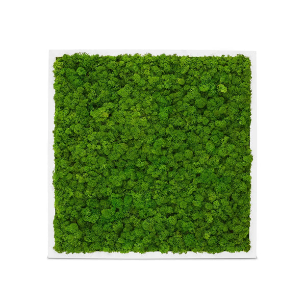 Moosbild Islandmoos im Rahmen Weuß der Größe 55 x 55 cm in der Farbe Apfelgruen.