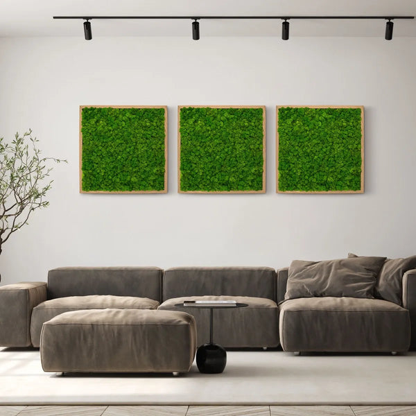 Moosbild Islandmoos in der Größe 55 x 55 mit einem Eichen-Rahmen von Naturewalls.