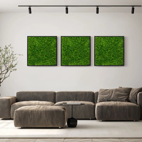 Moosbild Islandmoos in der Größe 55 x 55 mit einem schwarzen Rahmen von Naturewalls.