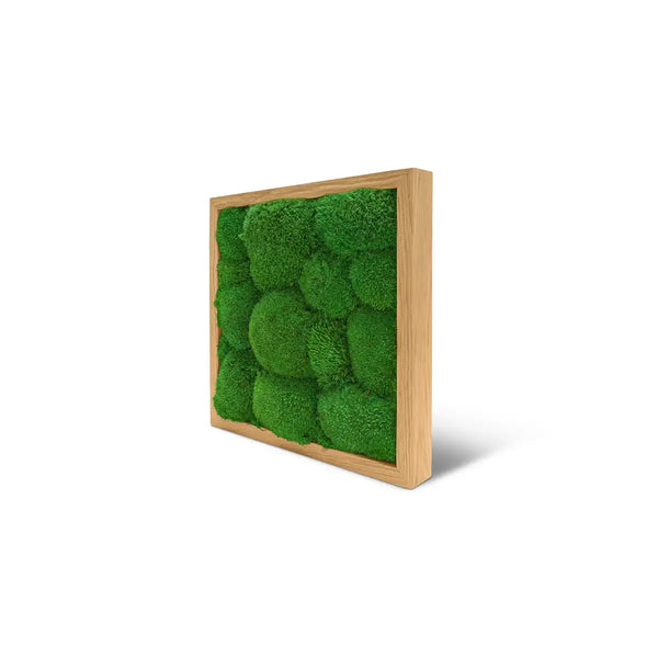 Moosbild Kugelmoos in der Größe 25 x 25 cm mit einem Eichen-Rahmen