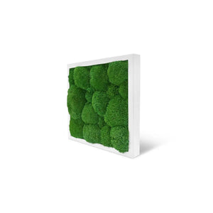 Moosbild Kugelmoos in der Größe 25 x 25 cm mit einem weißen Vollholz-Rahmen