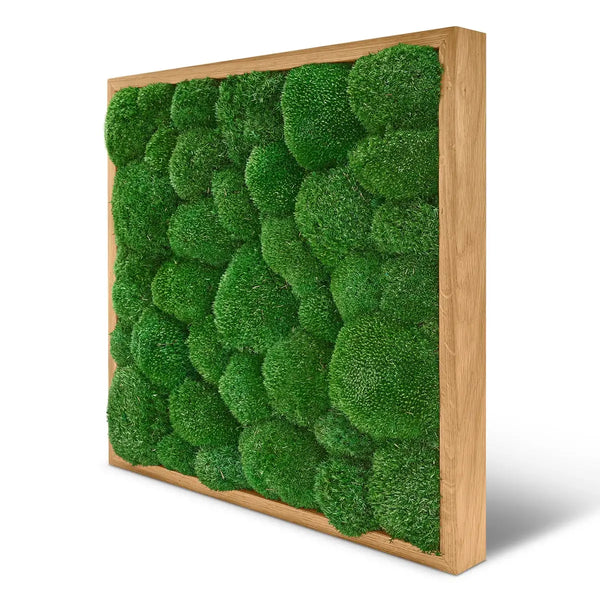 Moosbild Kugelmoos in der Größe 55 x 55 cm mit einem Eichen-Rahmen