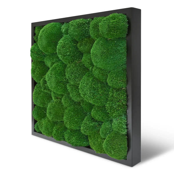 Moosbild Kugelmoos in der Größe 55 x 55 cm mit einem schwarzen Vollholz-Rahmen
