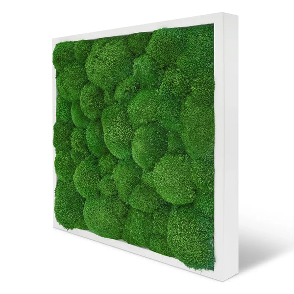 Moosbild Kugelmoos in der Größe 55 x 55 cm mit einem weißen Vollholz-Rahmen