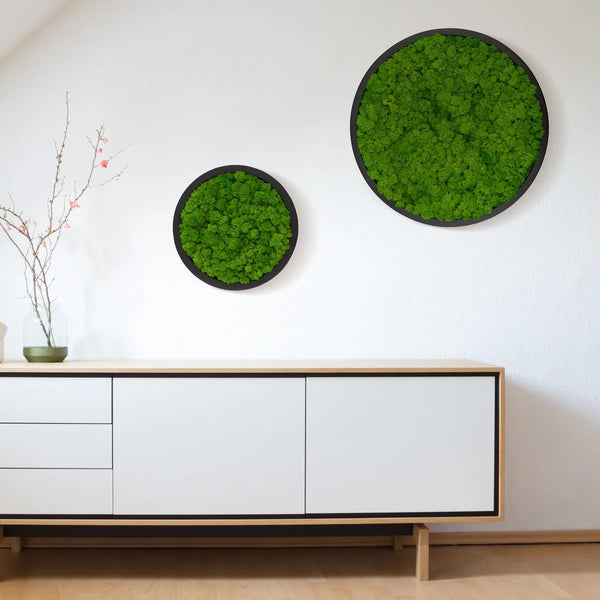 Moosbild Rund von Naturewalls® mit Isländisch Moos in der Farbe Apfelgrün und einem schwarzen Rahmen.