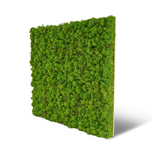Moosplatte aus Islandmoos, dass auch bekannt ist als Rentiermoos der Basic Serie in Apfelgrün. Die Platten ermöglichen eine einfache Wandgestaltung einer Mooswand oder eines Moosbilds.
