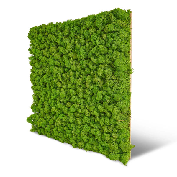 Mooswände aus den Moos Paneelen der Premium-Serie sind mit besonders dichtem und hohem Islandmoos oder Rentiermoos hergestellt, dass sich besonders gut für die Gestaltung von Wänden und die Wandbegrünung eignet.