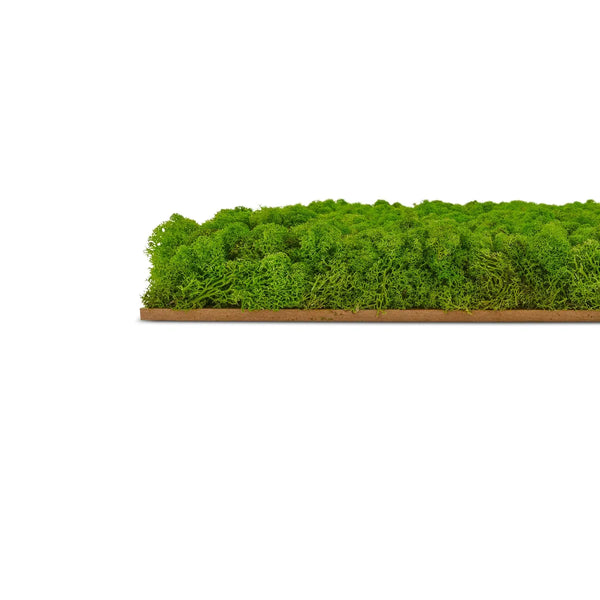 Paneele aus Moos für die Wand von Naturewalls der Premium-Serie.