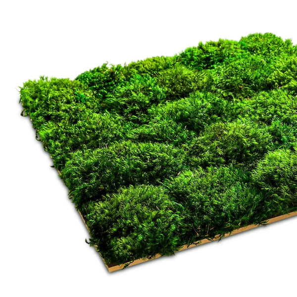 Moospaneel aus provenzialischem Kugelmoos für eine Mooswand von Naturewalls.