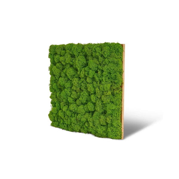 Muster für die Moospaneele Basic im Format 10 x 10 von Naturewalls.