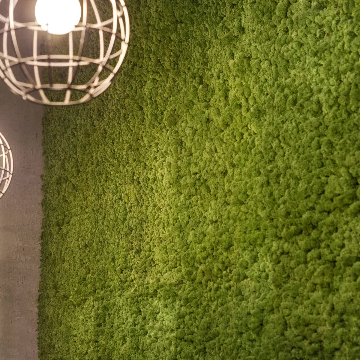 Mooswand Pflege: Was muss man beachten! – Naturewalls®