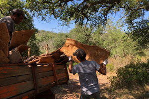 Naturewalls: Ernte von der Kork in Portugal. 