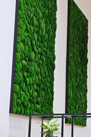 Mooswand im Stahlrahmen aus Kugelmoos aus der GREEN! Kollektion von Naturewalls.