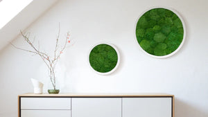 Rundes Moosbild Kugelmoos in einem weißen Holz-Rahmen in den Größen 50 cm und 30 cm von Naturewalls.