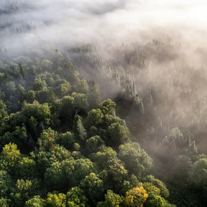 Nachhaltige Akustikpaneele Eiche von Naturewalls.