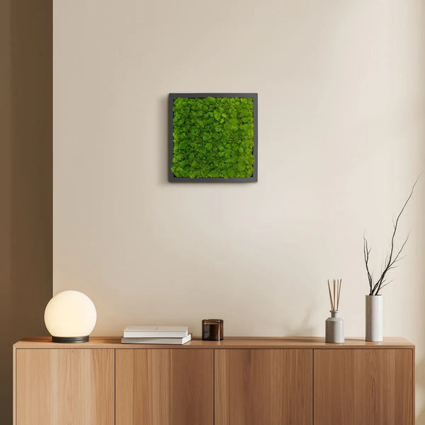 Moosbild Islandmoos 35 x 35 cm im schwarzen Holz Rahmen von Naturewalls®.