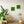 Moosbild Islandmoos 35 x 35 cm im weißen Rahmen von Naturewalls®.
