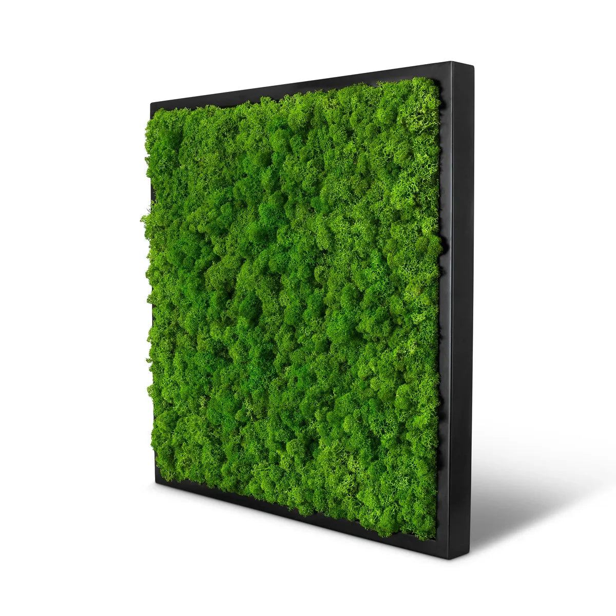 Moosbild Islandmoos 55 x 55 | Schwarz – Naturewalls®