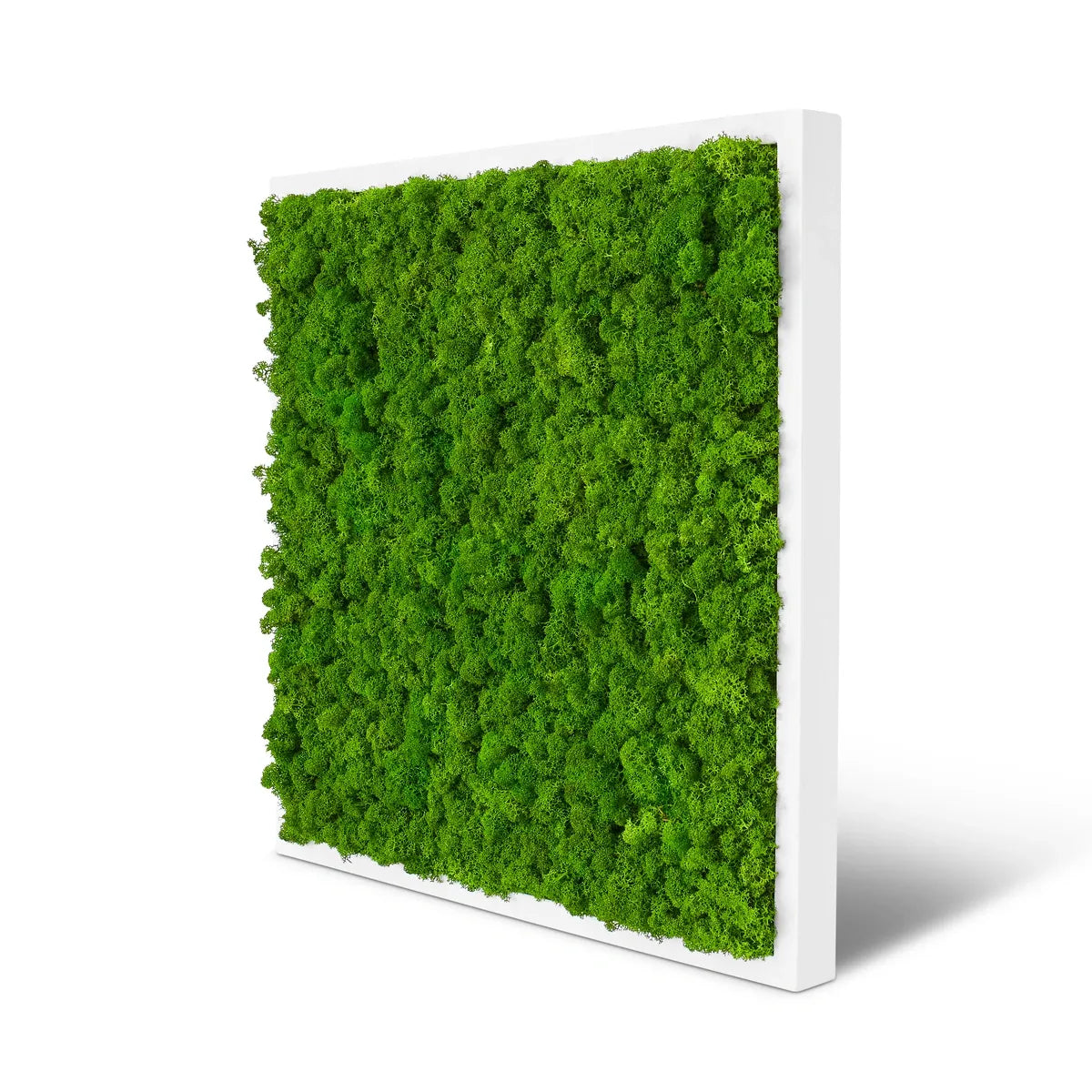 Moosbild Islandmoos 55 x 55 | Weiß – Naturewalls®