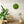Moosbild Rund von Naturewalls® mit Isländisch Moos in der Farbe Apfelgrün.