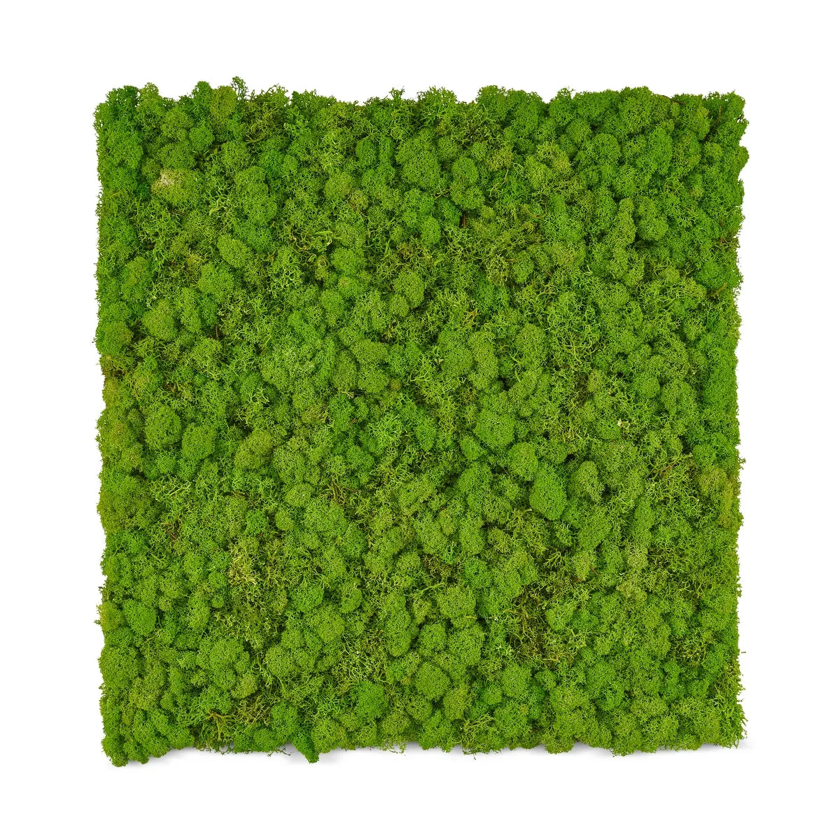 Mooswand selber machen - Moospaneele aus Islandmoos – Naturewalls®