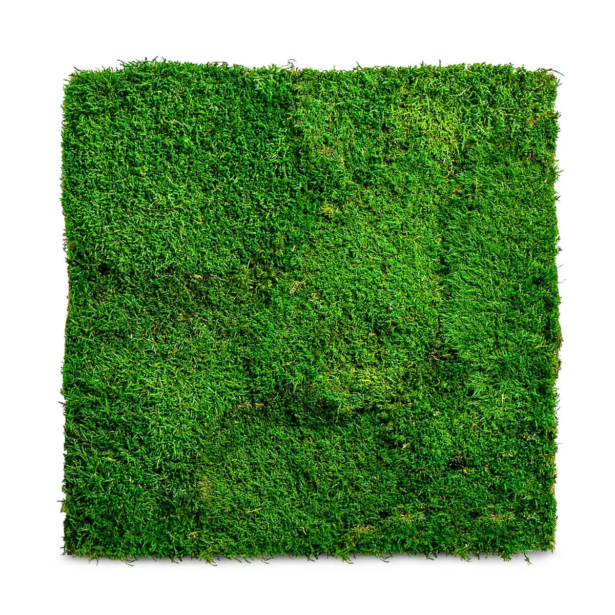 Moospaneel Waldmoos - Mooswände selber machen – Naturewalls®