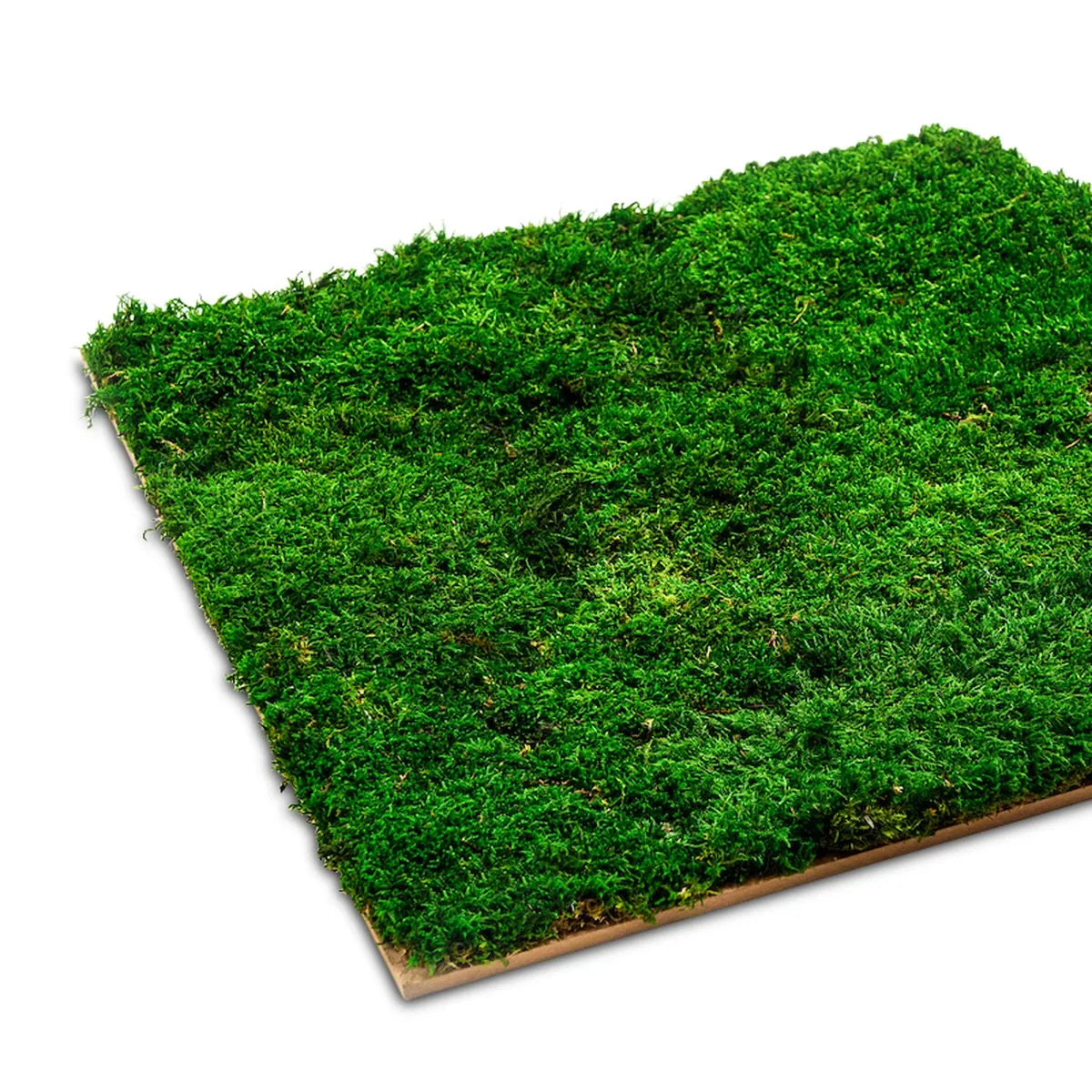 Moospaneel Waldmoos - Mooswände selber machen – Naturewalls®